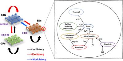 A Multi-Scale Computational Model of Excitotoxic Loss of Dopaminergic Cells in Parkinson's Disease